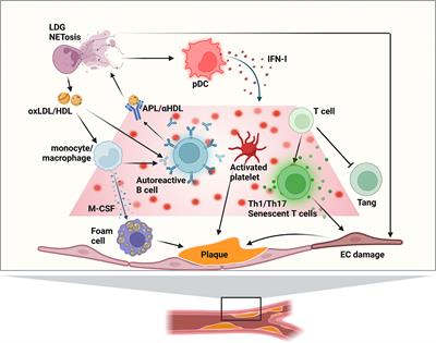 Immune mechanisms associated with cardiovascular disease in systemic lupus erythematosus: A path to potential biomarkers